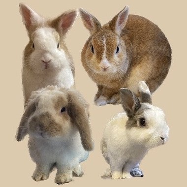 写给我家兔子的歌