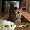 I don't trust my cat
