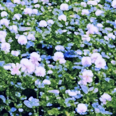 高岭の花