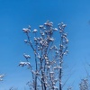 雪融