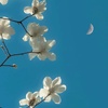 行香子