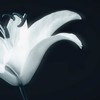 晨曦光廊（AuroraeSolarium）