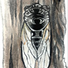 Exuvia‘死蝉’