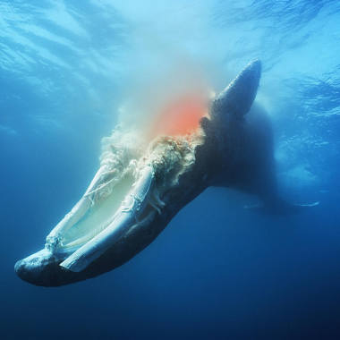 鲸落 Whale Fall