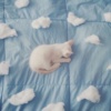 不会失眠的猫猫（催眠版）