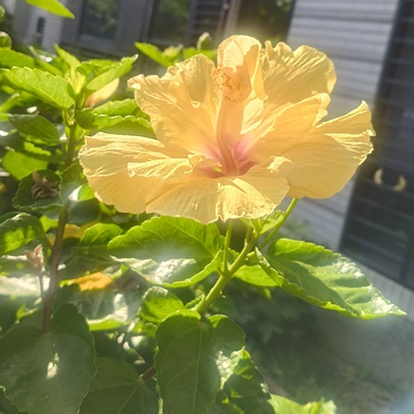 菩提