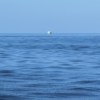 海流Ocean Flow (DEMO)