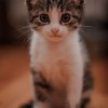 死亡猫猫/death metal kitty