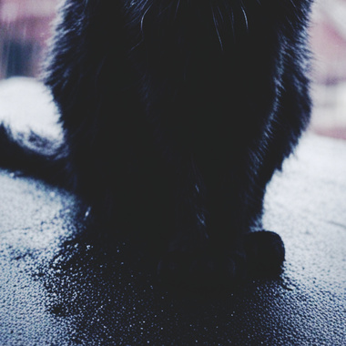 Stray Black || Urban Waifs