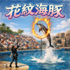 花纹海豚(无前奏)