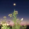残花影demo