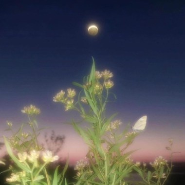 残花影demo