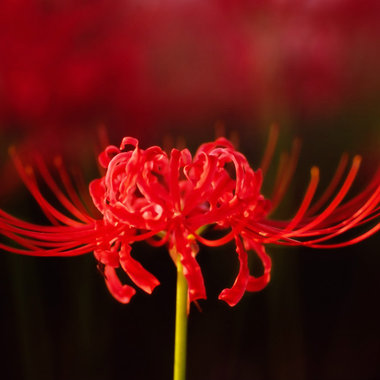 ZIH-Lycoris