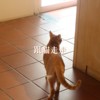 跟猫走走DEMO