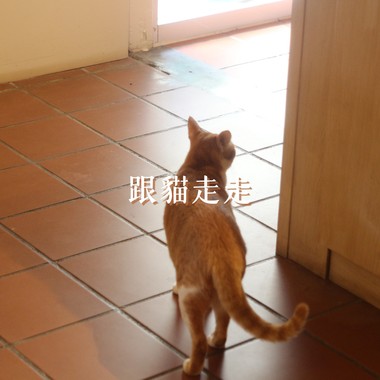 跟猫走走DEMO
