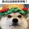 愿温柔的你被世界温柔以待— cover by 堡堡犬