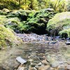 溪涧 Clear Stream