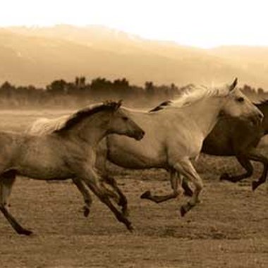 Grassland3