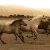 Grassland(无间断完整版)