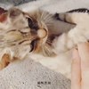 猫咪黑洞