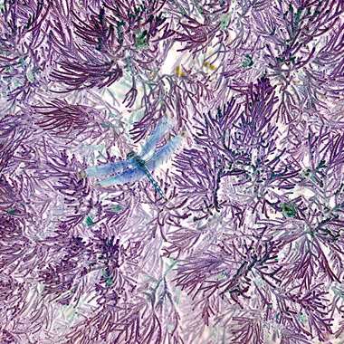 violet dream