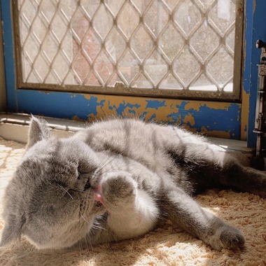 家猫