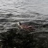 Green turtle