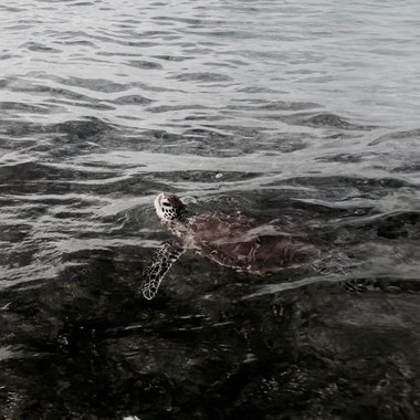 Green turtle