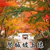 #琴坂坡上绿