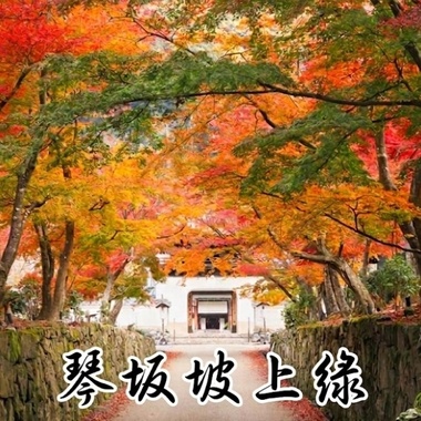 #琴坂坡上绿