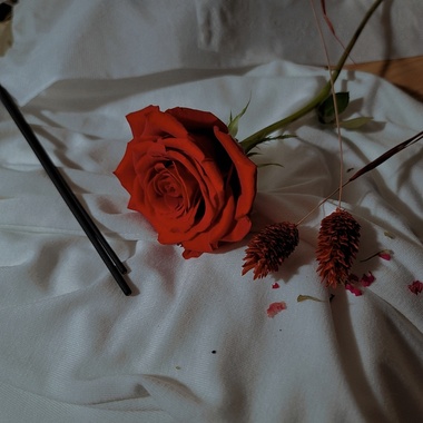 昙花