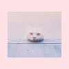 猫毛 ( demo )