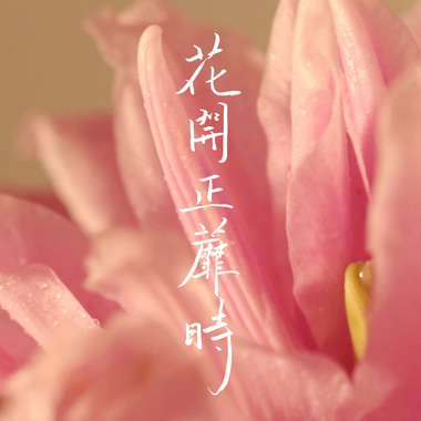 MAEL X JUN - 花开正蘼时