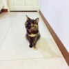 满福胖胖_养猫之歌（现场版）