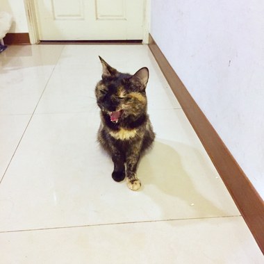 满福胖胖_养猫之歌（现场版）