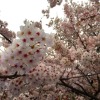 In the rabbit eyes(侧录)