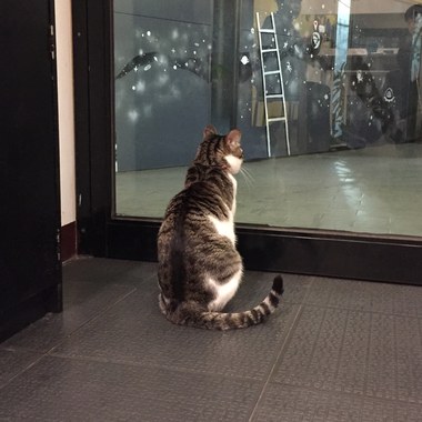 笼 中 鸟
