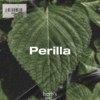 Perilla
