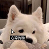 心碎狗狗