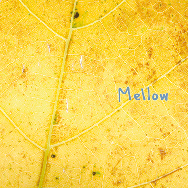 Mellow-戒不掉你