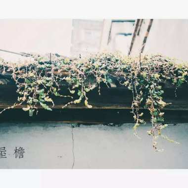一个人喝酒的时候太苦
