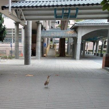 放学后（钢琴版）