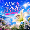 六月的百合花  |  每一瓣纯白　都是你给的回答  |