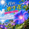 八月的牵牛花   |   醒在天光的发梢 午后眠去 留一抹浅蓝啊  |