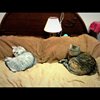 In My Bed