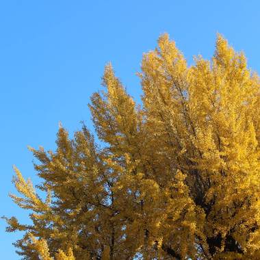 银杏 (Ginkgo) DEMO