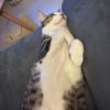 240816 缺 (cover)