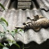双城雨(demo)