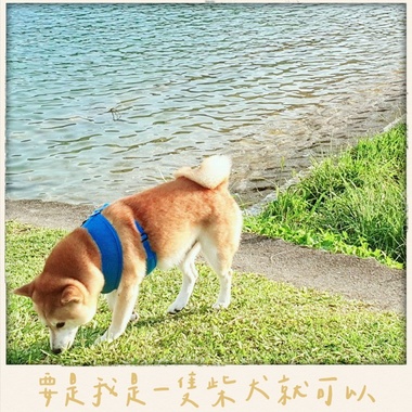 要是我是一只柴犬就可以