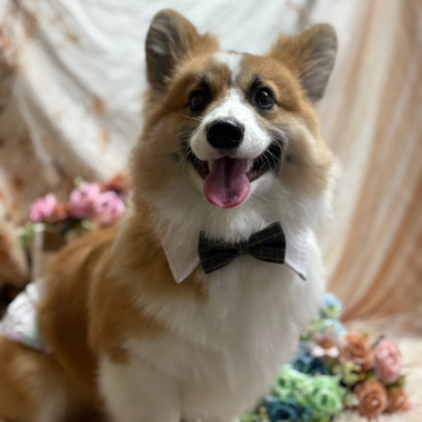 致麦麦 Dear McQueen